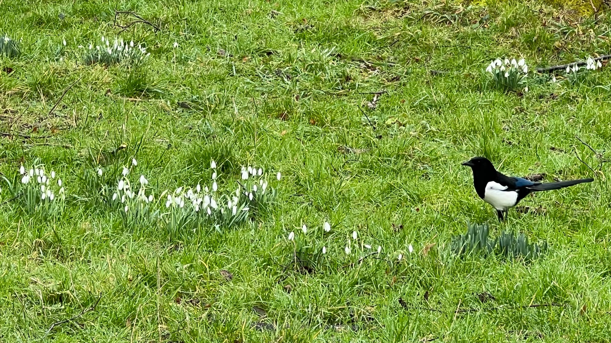 A Magpie flitting around the snowdrops at Herbert Park in Ballsbridge, Dublin