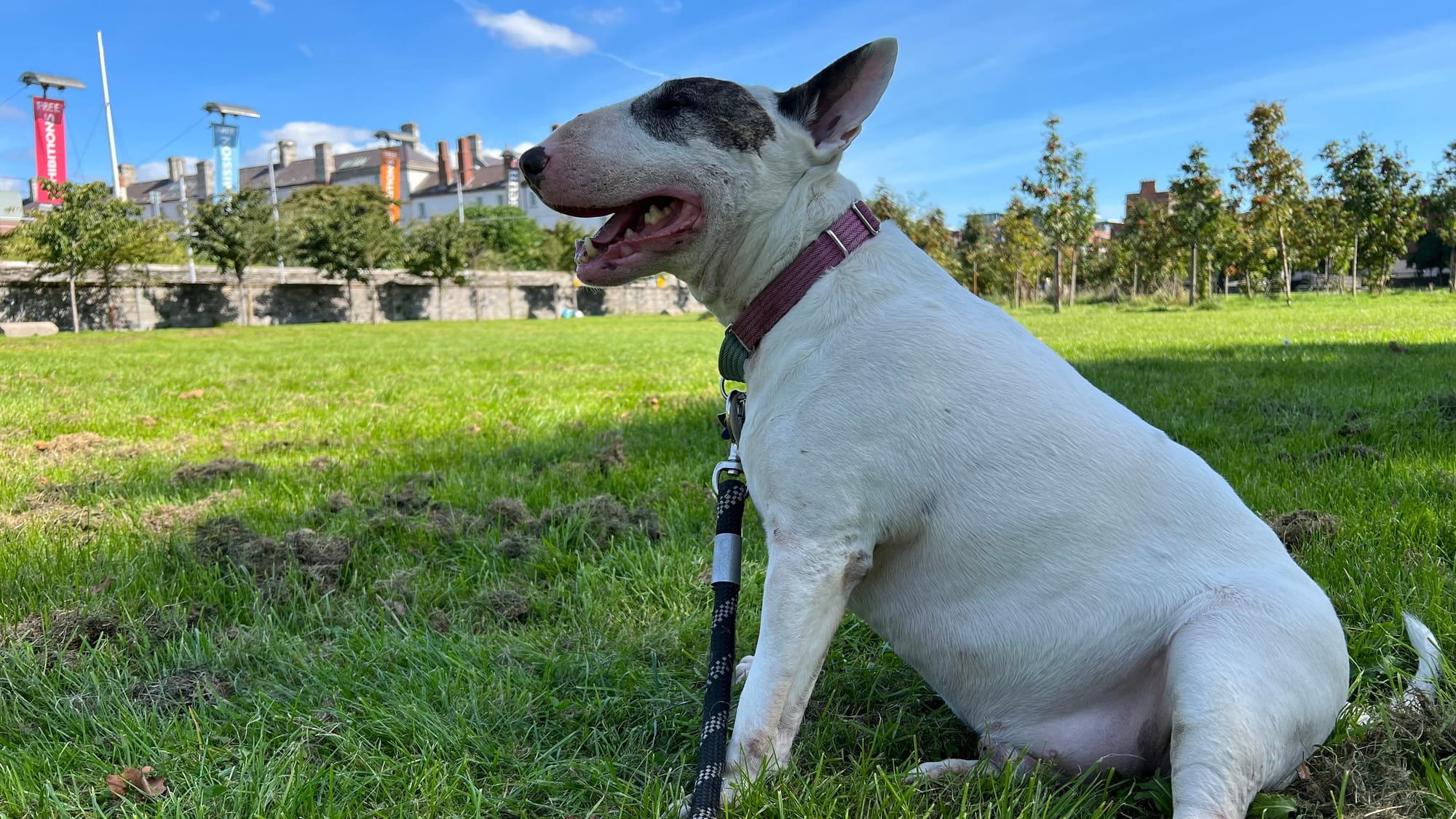 Zeke in park at Collins Barracks in Dublin